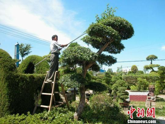 探访江苏如皋特色田园乡村：处处是风景 花木富村民