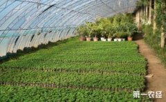 <b>农业种植合作社以及农村合作社补贴政策都有哪些？</b>