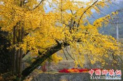 <b>初冬时节 到烟雨江南看满园银杏</b>