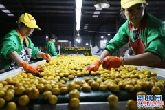 <b>江西南丰：小小蜜桔远销海外</b>