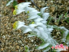 <b>湖南南山国家公园迎今冬首场雾凇 景色如画</b>