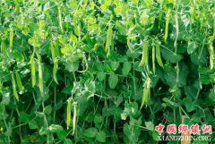<b>安徽宿州：萧县小豌豆变身农民致富大产业</b>