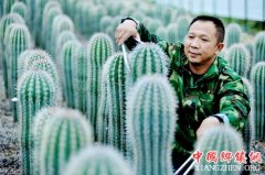 <b>江西德兴：种多肉植物 铺就农民脱贫增收新路径</b>
