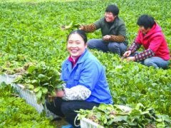 <b>四川省全面启动推进四川蔬菜直供港澳试点工作</b>