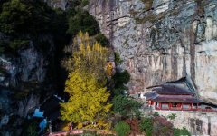 <b>浙江建德：山乡古树“黄金雨”</b>