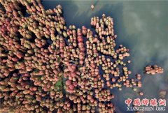 <b>浙江余姚：杉红似火犹未尽</b>