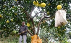 <b>重庆梁平：蜜柚熟了 果农笑了</b>