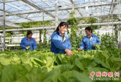 <b>江苏盐城：高效特色农业助农增收</b>