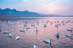 <b>黄河湿地生态美 万千天鹅戏湖水</b>