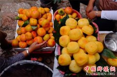 <b>武汉：苹果柿试种成功明年上市</b>