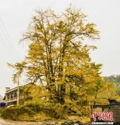 <b>重庆秀山千年银杏身“披”黄金甲</b>