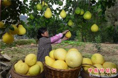 <b>贵州岑巩思州柚丰收</b>