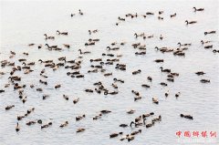 <b>儋州跑海鸭：跑出一条致富产业链</b>