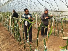 <b>来安县张山乡：田间农技指导助承包户增产增收</b>