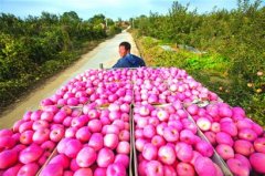 <b>山东青岛：推进品牌农业 提升农产品竞争力</b>