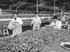 <b>上海崇明区以品牌化思维重振西红花产业</b>