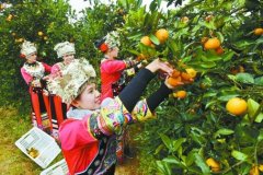 <b>麻阳举办冰糖橙采摘节</b>