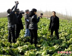 <b>山东郯城：一篇白菜滞销稿  引众记者帮促销</b>