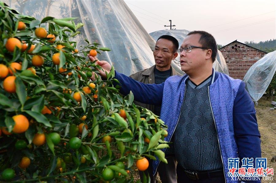 （脱贫攻坚）（2）广西融安：小金桔打通脱贫路