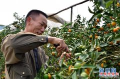 <b>广西融安：小金桔打通脱贫路</b>