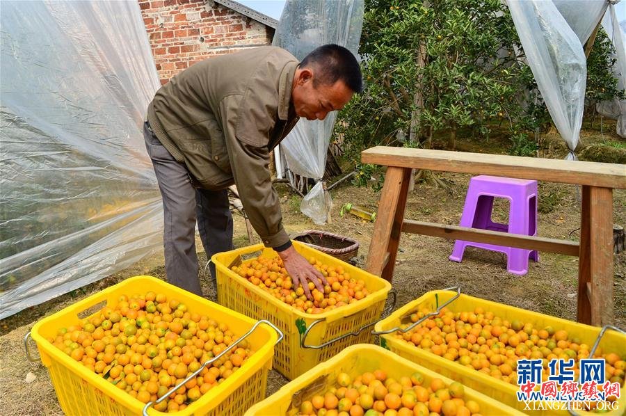 （脱贫攻坚）（3）广西融安：小金桔打通脱贫路