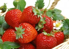 <b>云南昆明：草莓陆续上市 带动了乡村经济的发展</b>