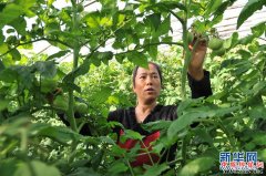 <b>河北南皮：精准扶贫结硕果</b>