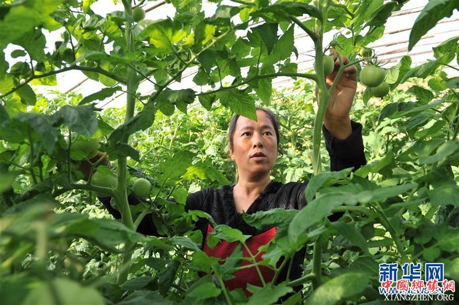 （脱贫攻坚）（1）河北南皮：精准扶贫结硕果