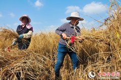 <b>广西南宁江南区：富硒生态黑米飘香</b>