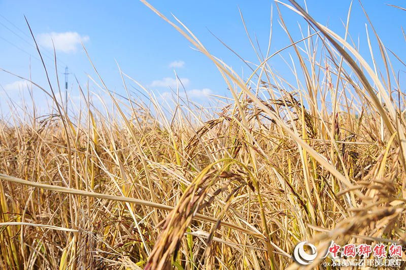 南宁市江南区苏圩镇佳棉村那棉坡种植的富硒现代生态黑米稻