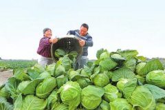 <b>成都市青白江区莲花白喜获丰收</b>