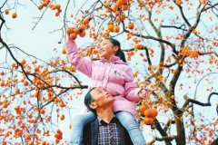 <b>四川广元：柿子挂满小村庄</b>