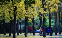 <b>冬日贵阳 秋韵犹在</b>