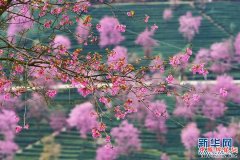 <b>云南南涧：冬日樱花醉游人</b>