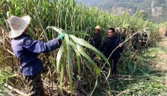 <b>福建松溪“百年蔗”开镰收割</b>
