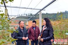 <b>“三农”专家廖优江：蓝莓种植让荒山坡长出“致富果”</b>