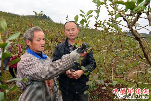 廖优江手把手教村民们如何给蓝莓剪枝。