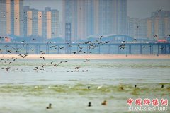 <b>宜宾生态环境及境内长江水质改善 各类水鸟逐年增多</b>