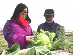 <b>村官孟祥芮：一条好“计策”解除菜农“百家忧”</b>