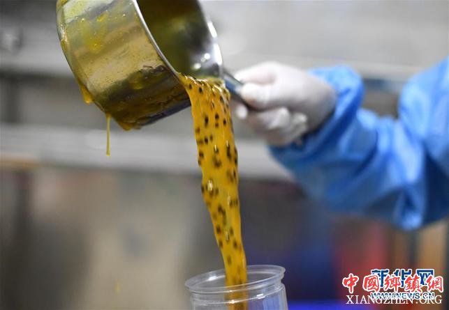 【焦点图】柳州：百香果变“百宝果” 撬动生态大产业