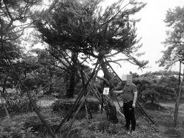 犯罪分子盗挖卖到山东的大树。