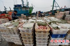 <b>山东青岛：冬捕鱼满舱</b>