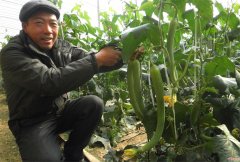 <b>山东郯城：定制“扶贫菜 ” 产多不愁卖</b>