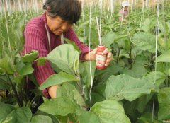 <b>山东郯城：贫困户靠着扶贫大棚吃“双响”</b>