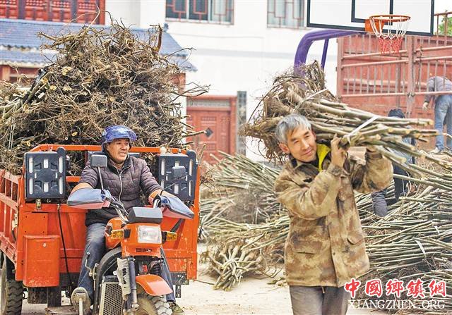 【聚焦重庆】核桃树 脱贫树