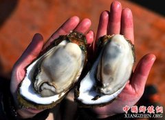 <b>广西钦州：养殖大蚝 助农增收</b>
