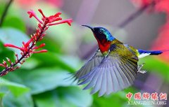 <b>特写：冬季到福州来看太阳鸟</b>