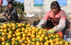 <b>广西南宁：喜收柑橘</b>