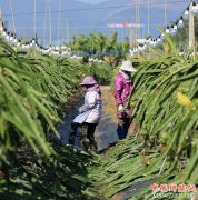 <b>钦州实施“生态栽培”模式 火龙果苗促增收</b>