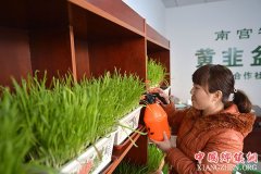 <b>河北南宫：寒冬黄韭俏市场</b>